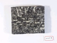 大型有孔蟲藏品圖，第2張